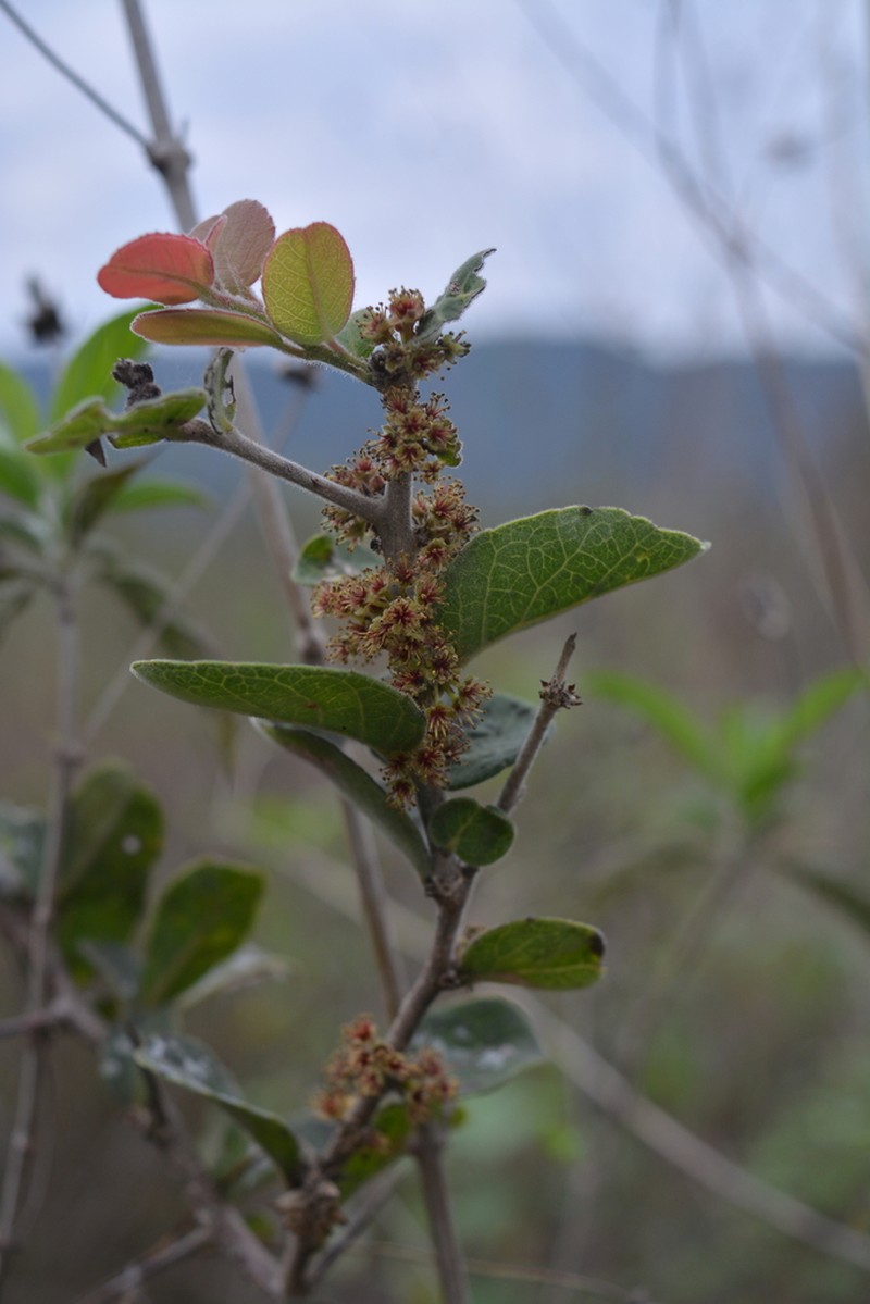 Xylosma velutina photo 5