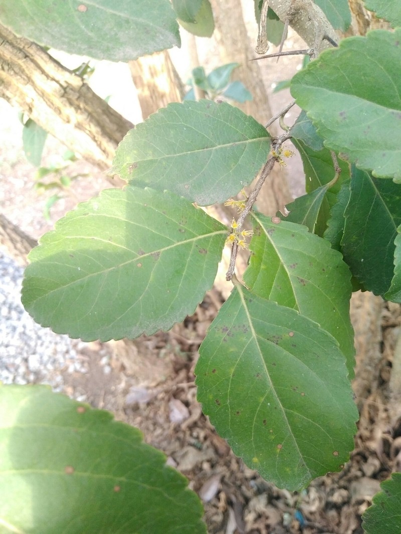Xylosma velutina photo 6