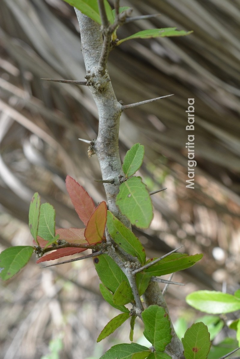 Xylosma velutina photo 8