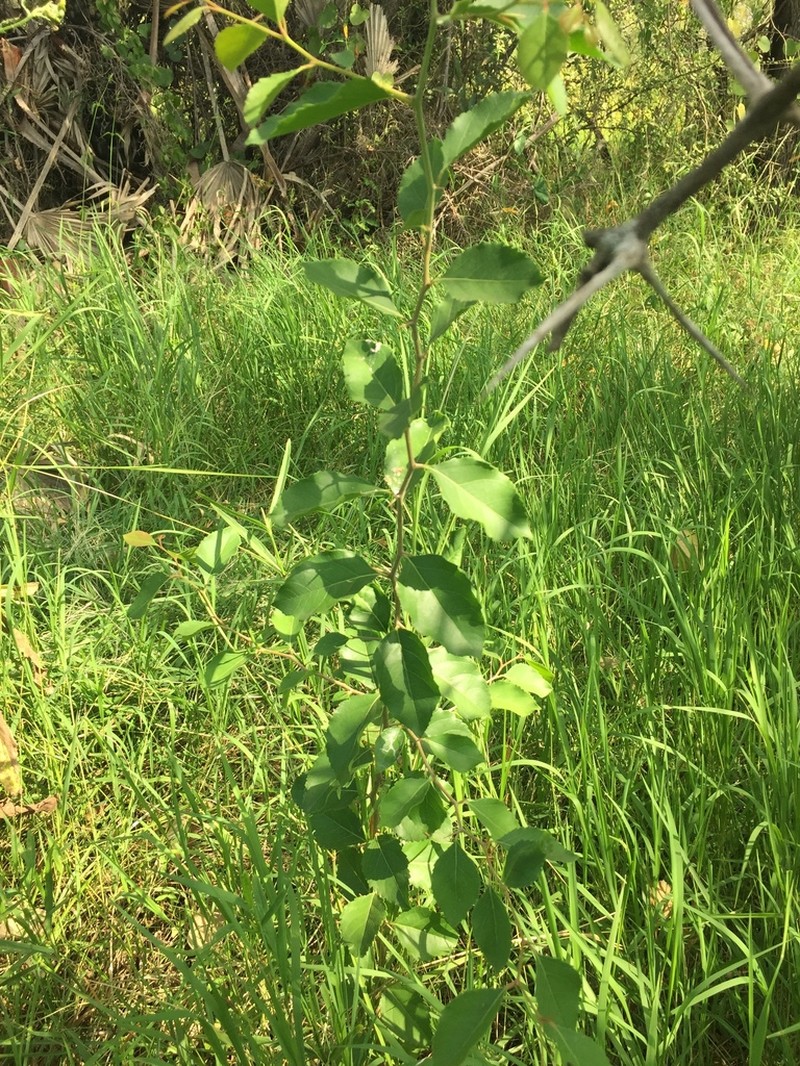 Xylosma venosa photo 2