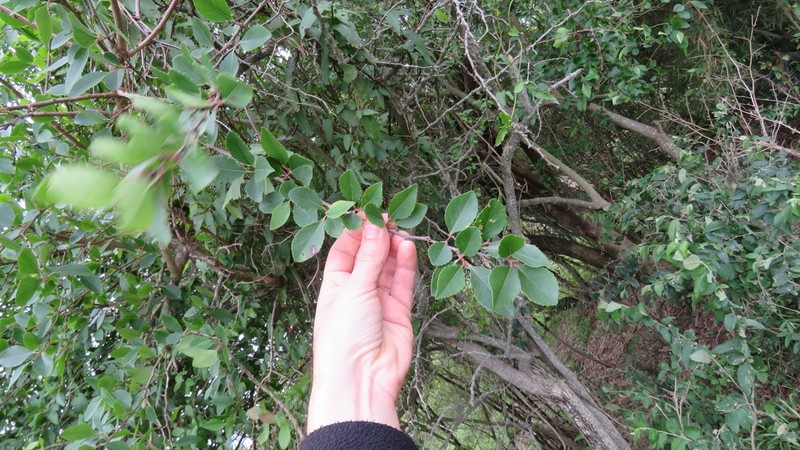 Xylosma venosa photo 3