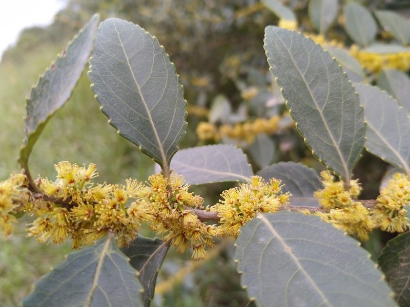 Xylosma venosa photo 4