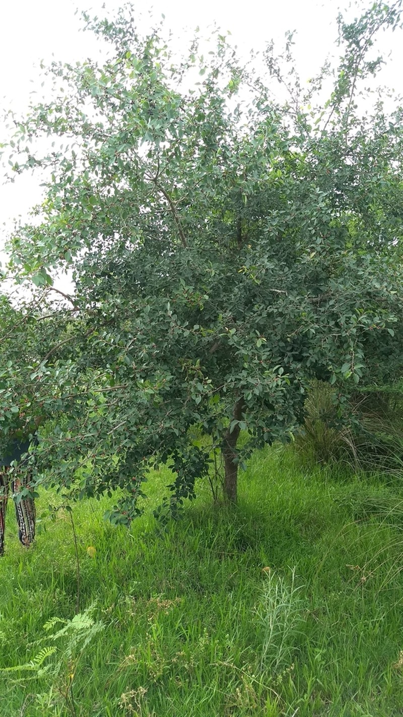 Xylosma venosa photo 5