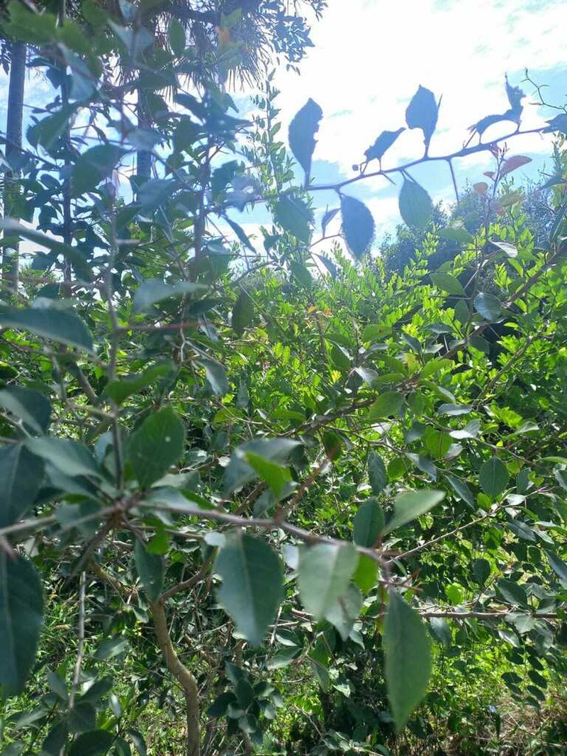 Xylosma venosa photo 6