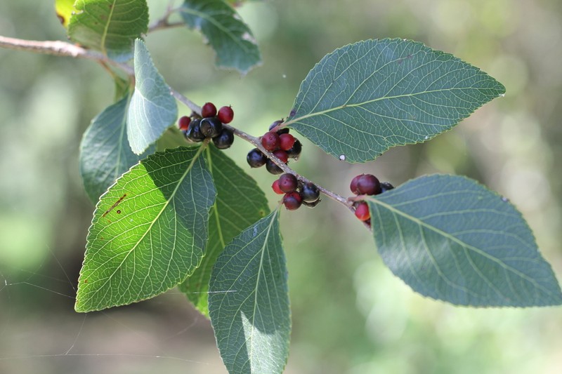 Xylosma venosa photo 7