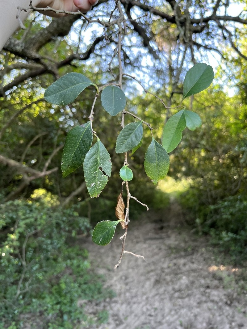 Xylosma venosa photo 8