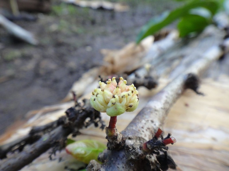 Xylosma vincentii