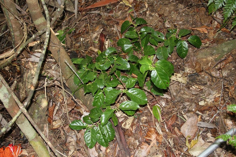 Xylosma vincentii photo 4
