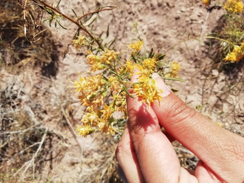 Xylothamia diffusa