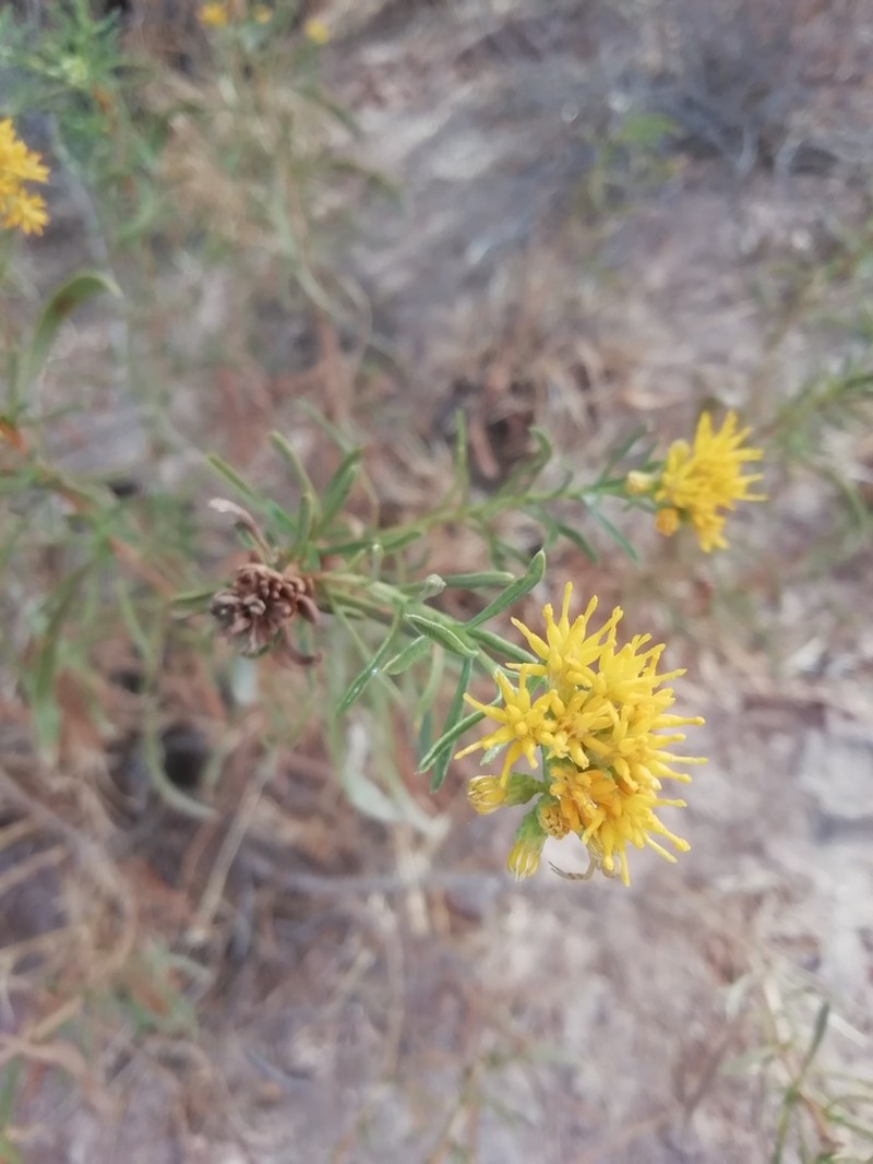 Xylothamia diffusa photo 2