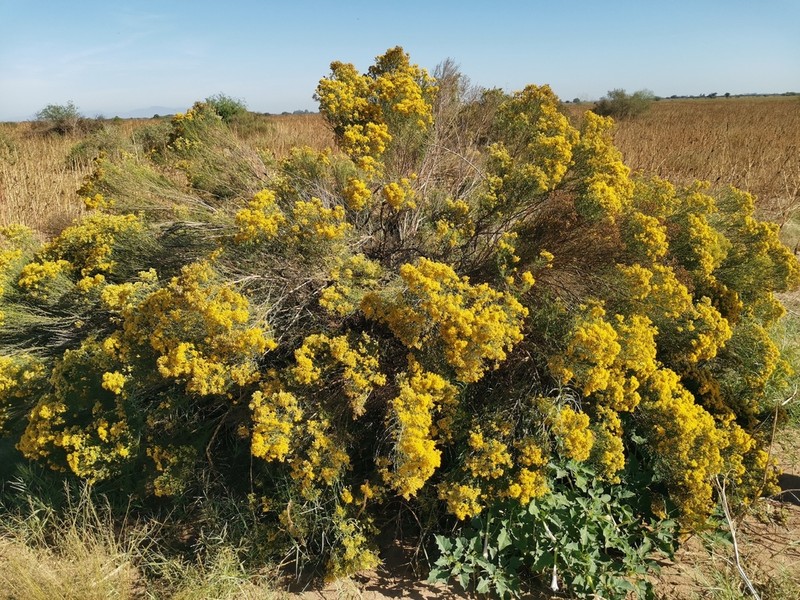 Xylothamia diffusa photo 3