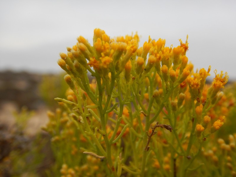 Xylothamia diffusa photo 4