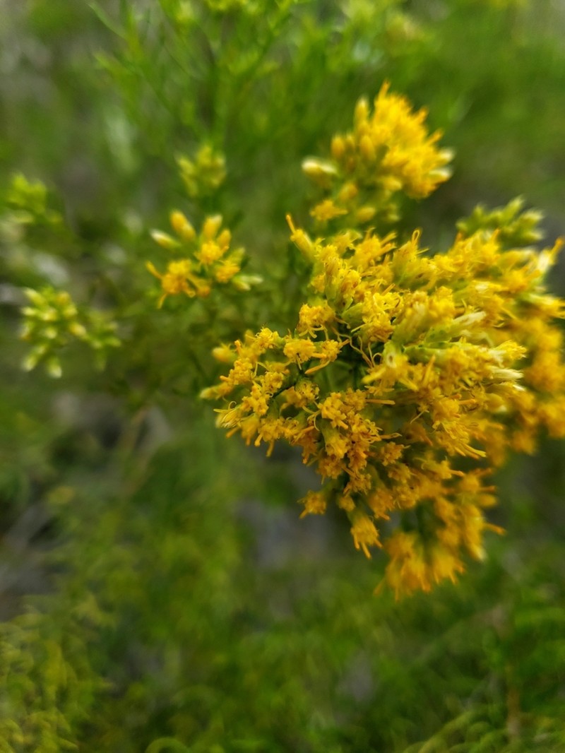Xylothamia diffusa photo 5