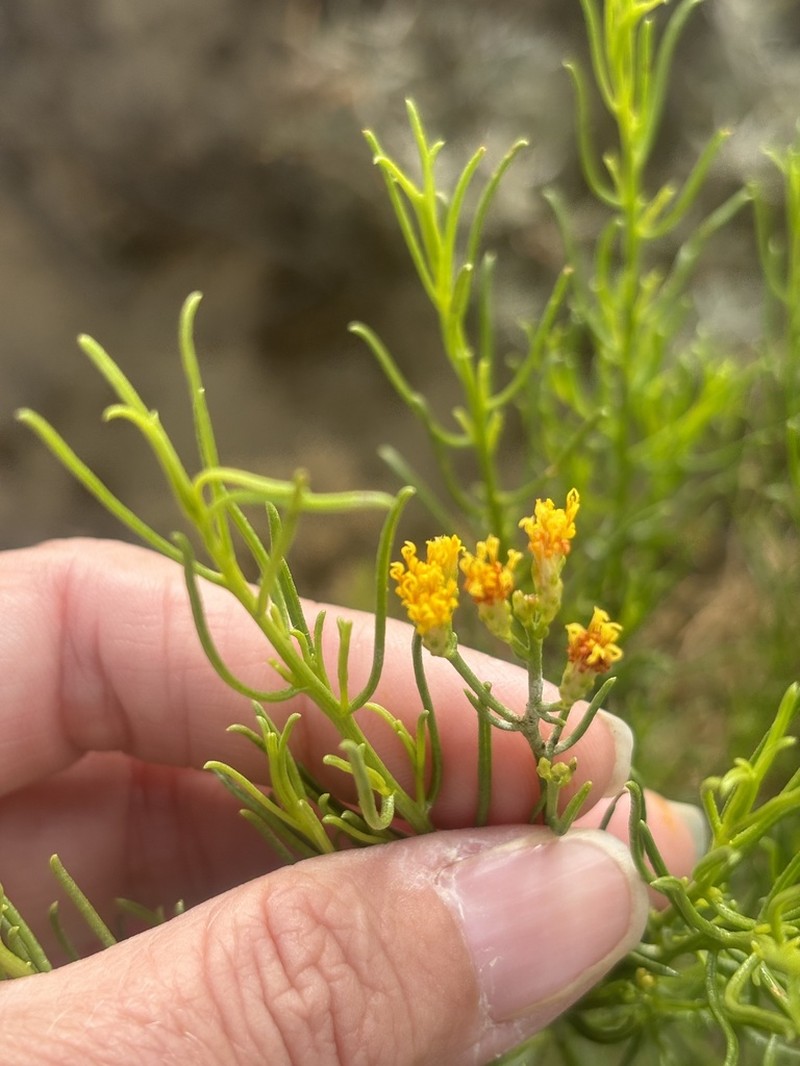 Xylothamia diffusa photo 6
