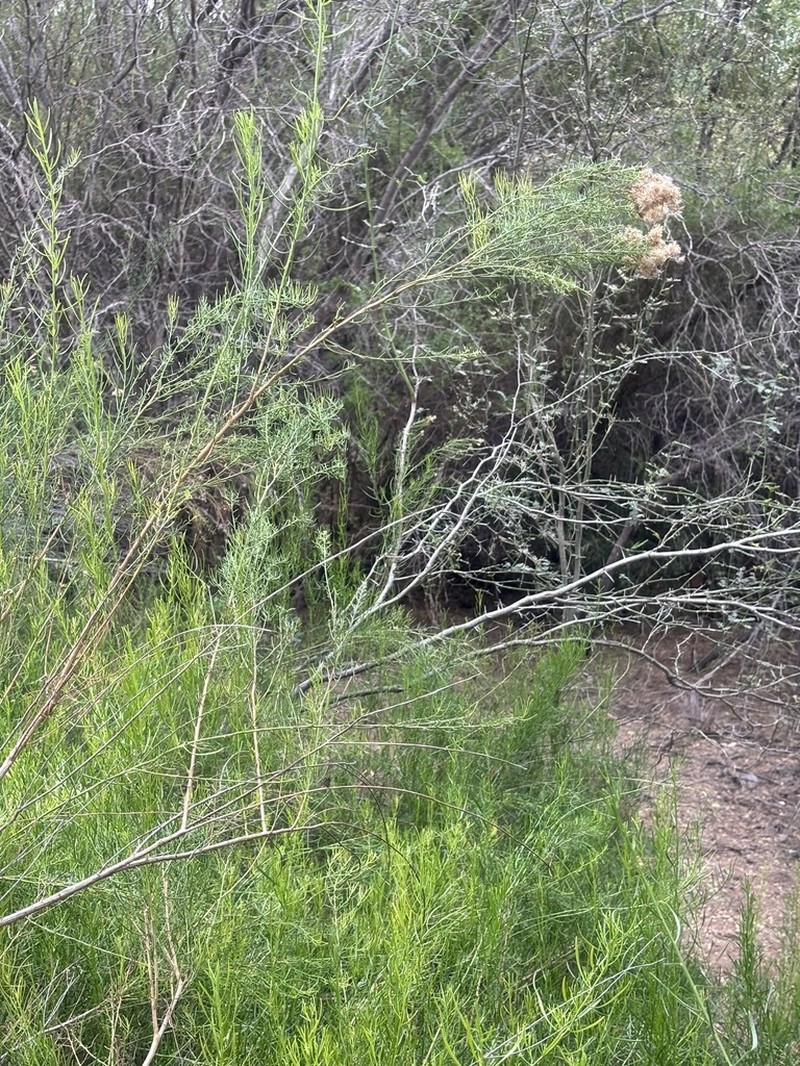 Xylothamia diffusa photo 7