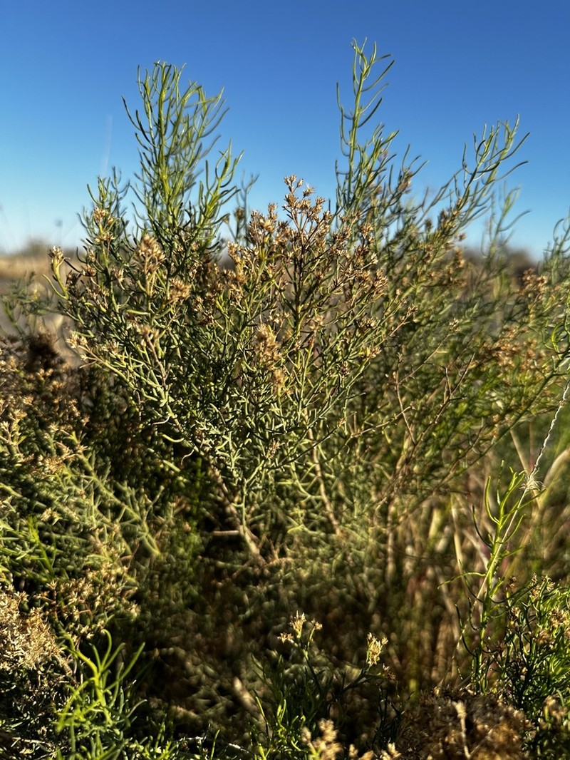 Xylothamia diffusa photo 8