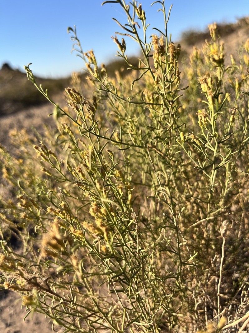 Trans-Pecos Desert Goldenrod photo 3