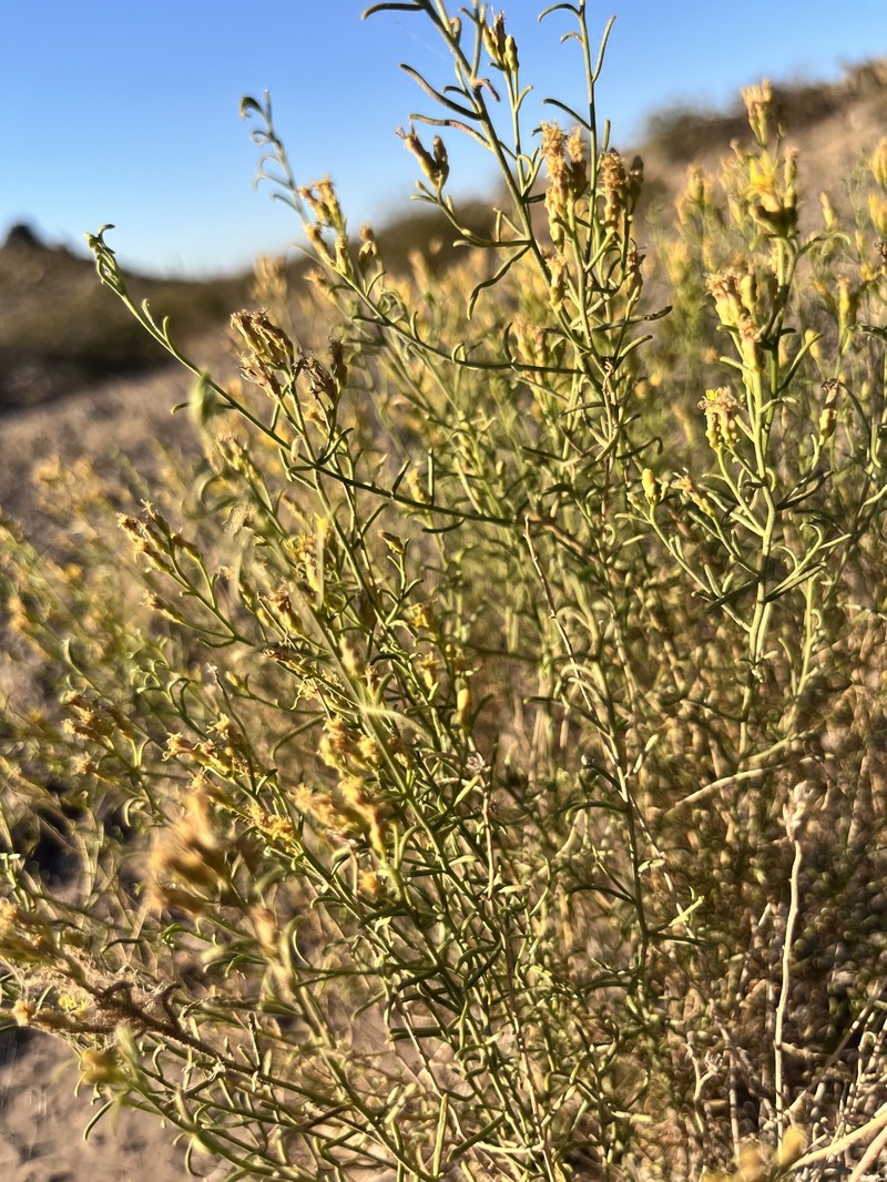Trans-Pecos Desert Goldenrod photo 4