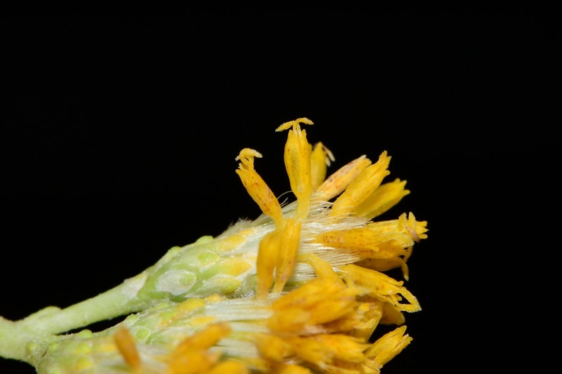 Trans-Pecos Desert Goldenrod photo 5