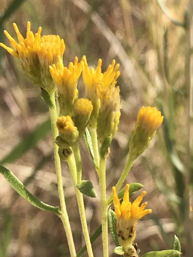 Trans-Pecos Desert Goldenrod photo 6