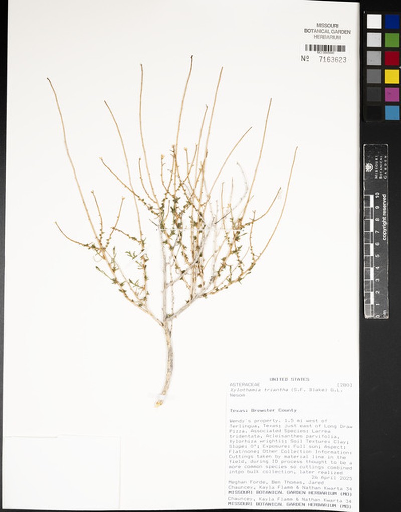 Trans-Pecos Desert Goldenrod photo 7