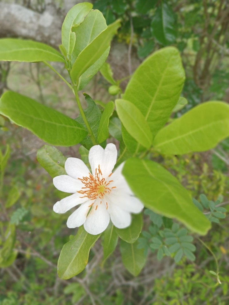 Xylotheca kraussiana photo 2