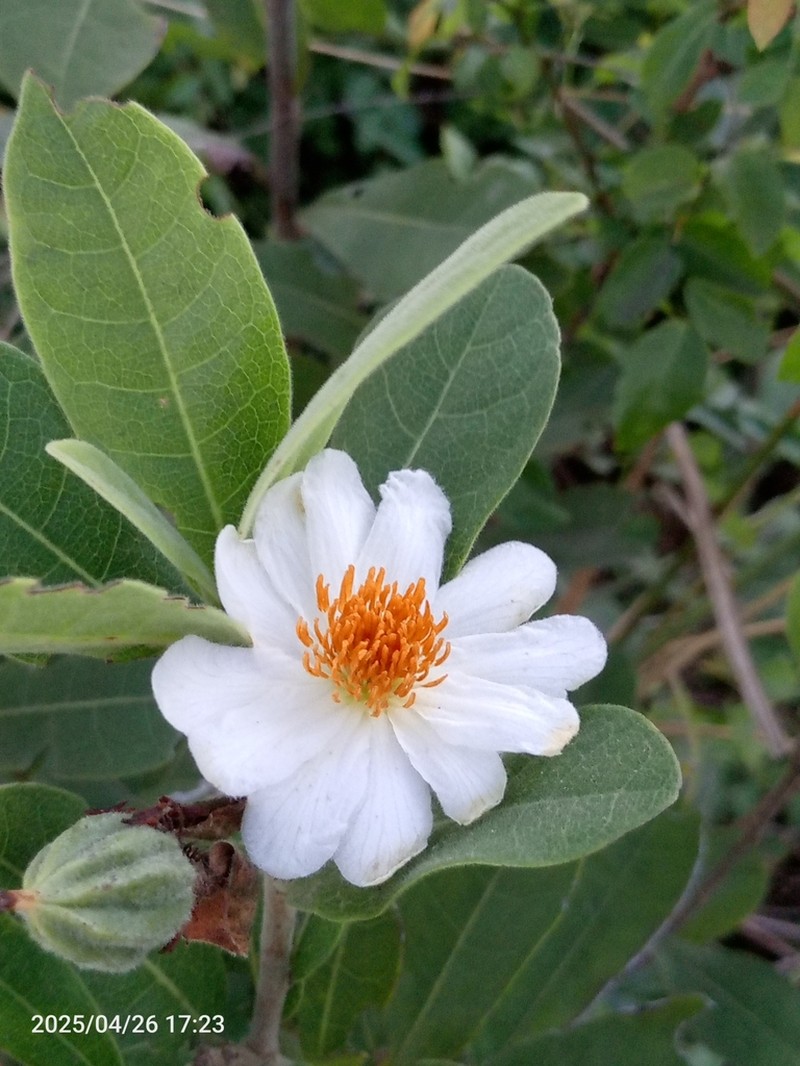 Xylotheca kraussiana photo 3