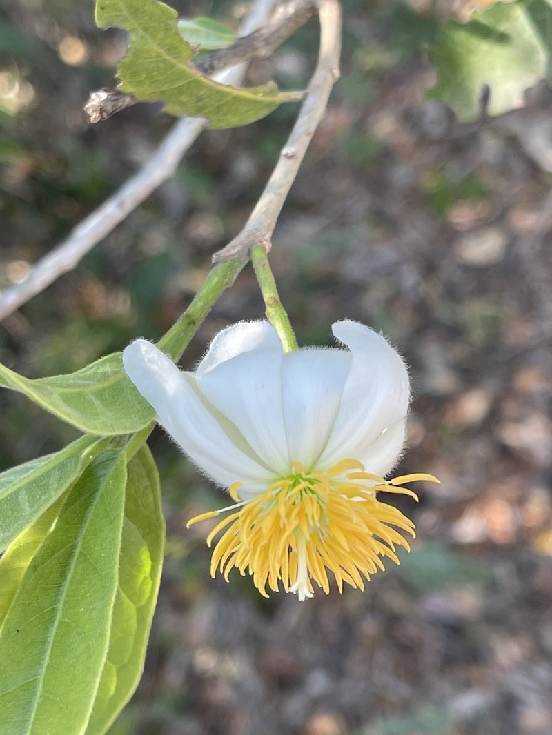 Xylotheca kraussiana photo 4