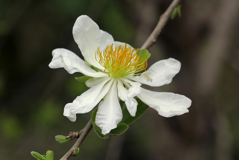 Xylotheca tettensis