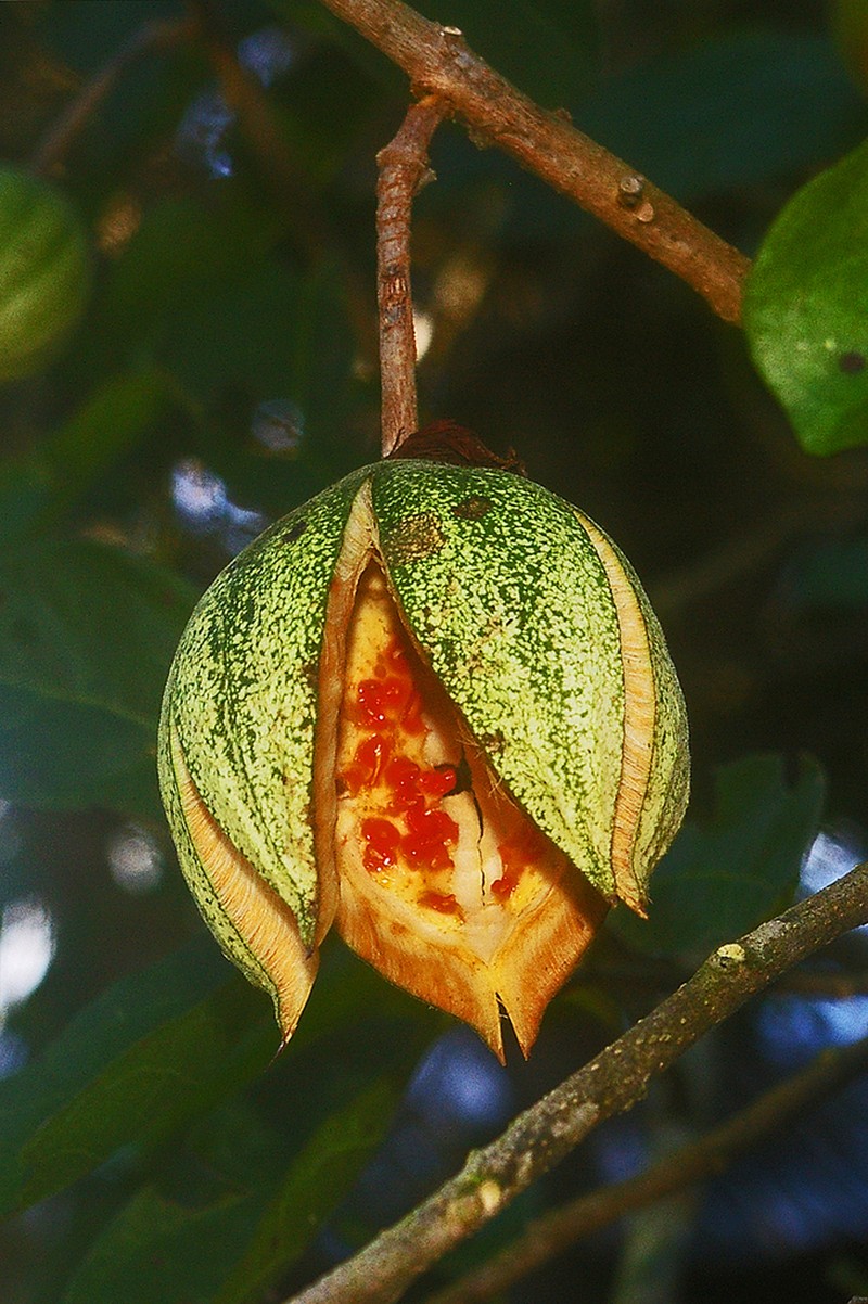 Xylotheca tettensis photo 2