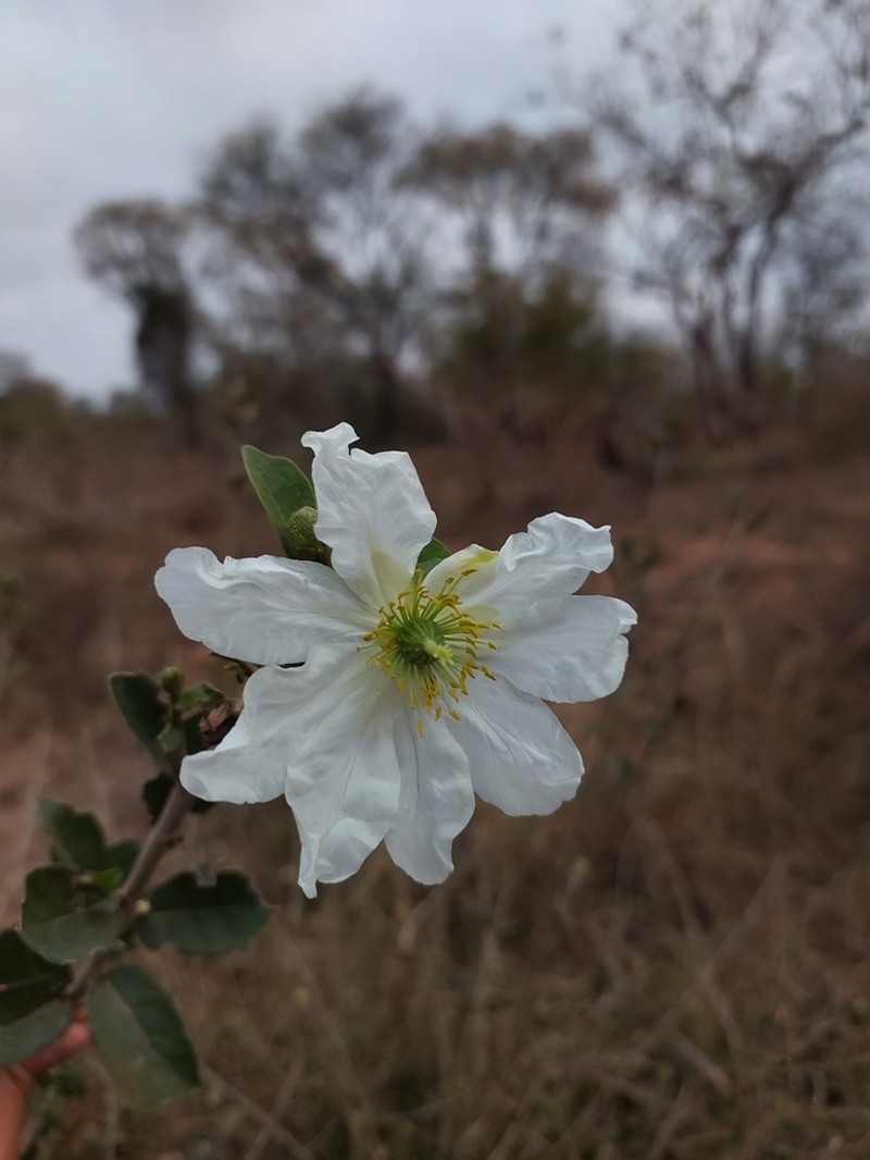 Xylotheca tettensis photo 3