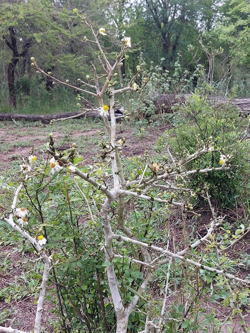 Xylotheca tettensis photo 4