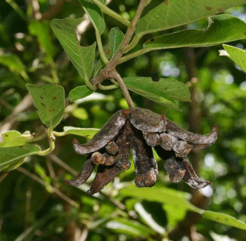 Xylotheca tettensis photo 5