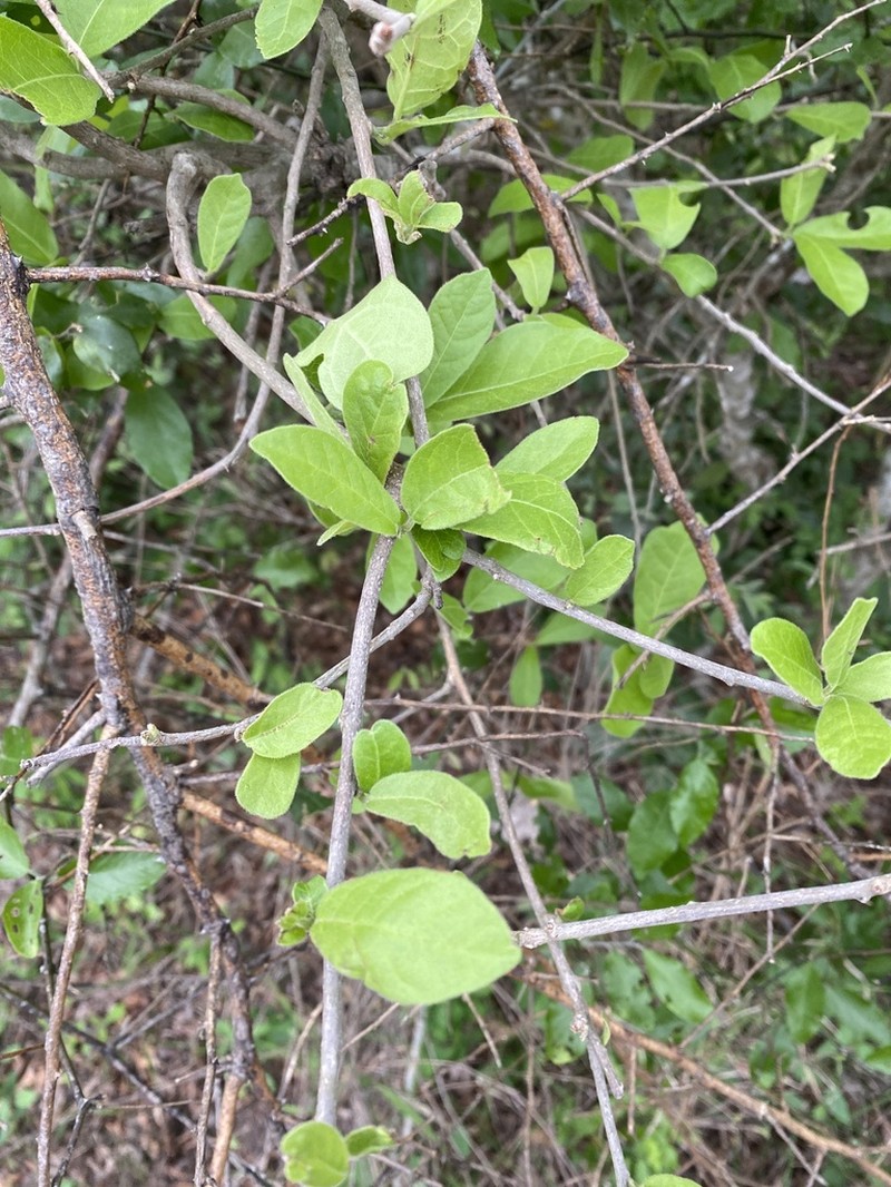 Xylotheca tettensis photo 8