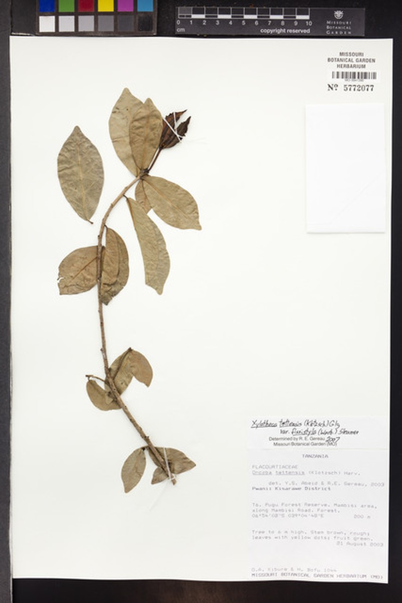 Xylotheca tettensis var. fissistyla