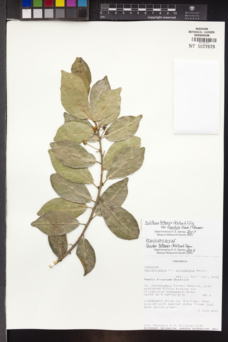 Xylotheca tettensis var. fissistyla photo 2