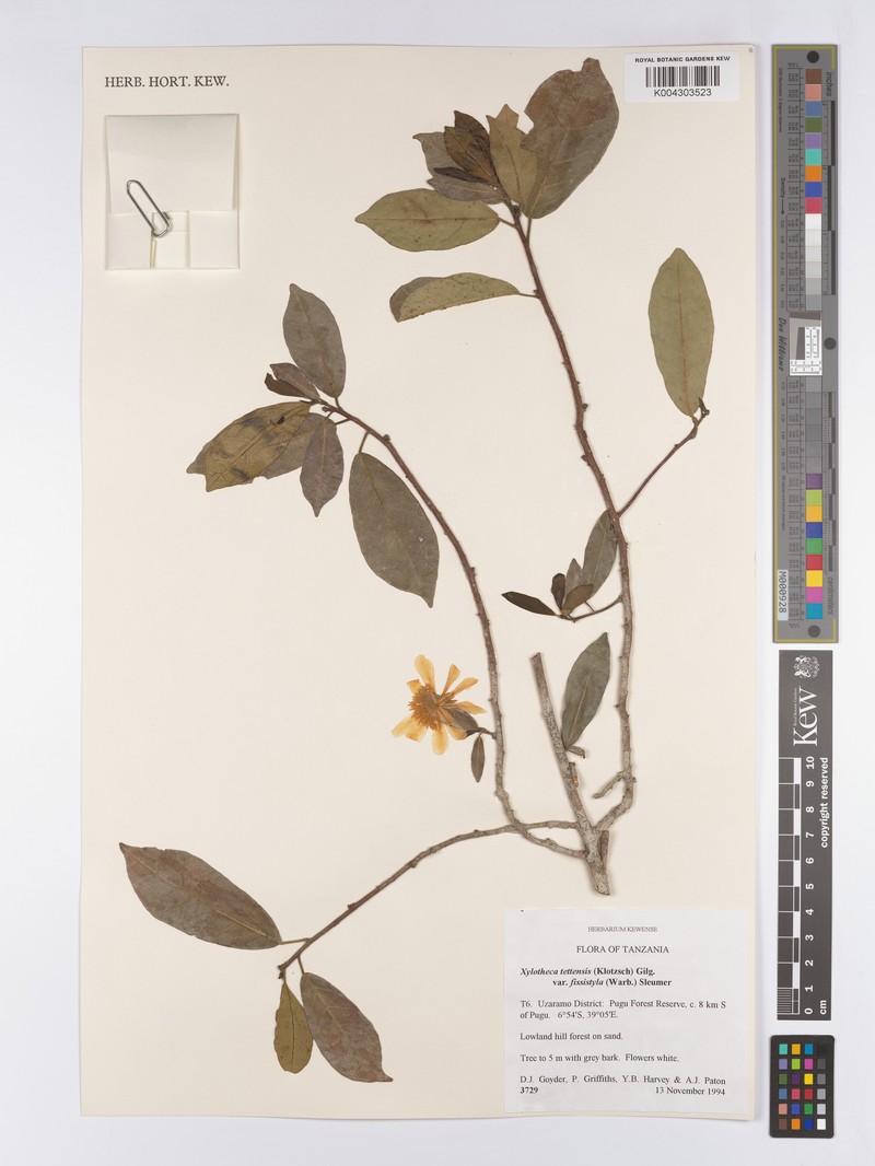 Xylotheca tettensis var. fissistyla photo 3
