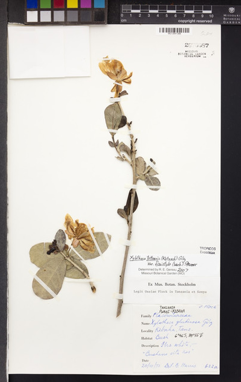 Xylotheca tettensis var. fissistyla photo 4