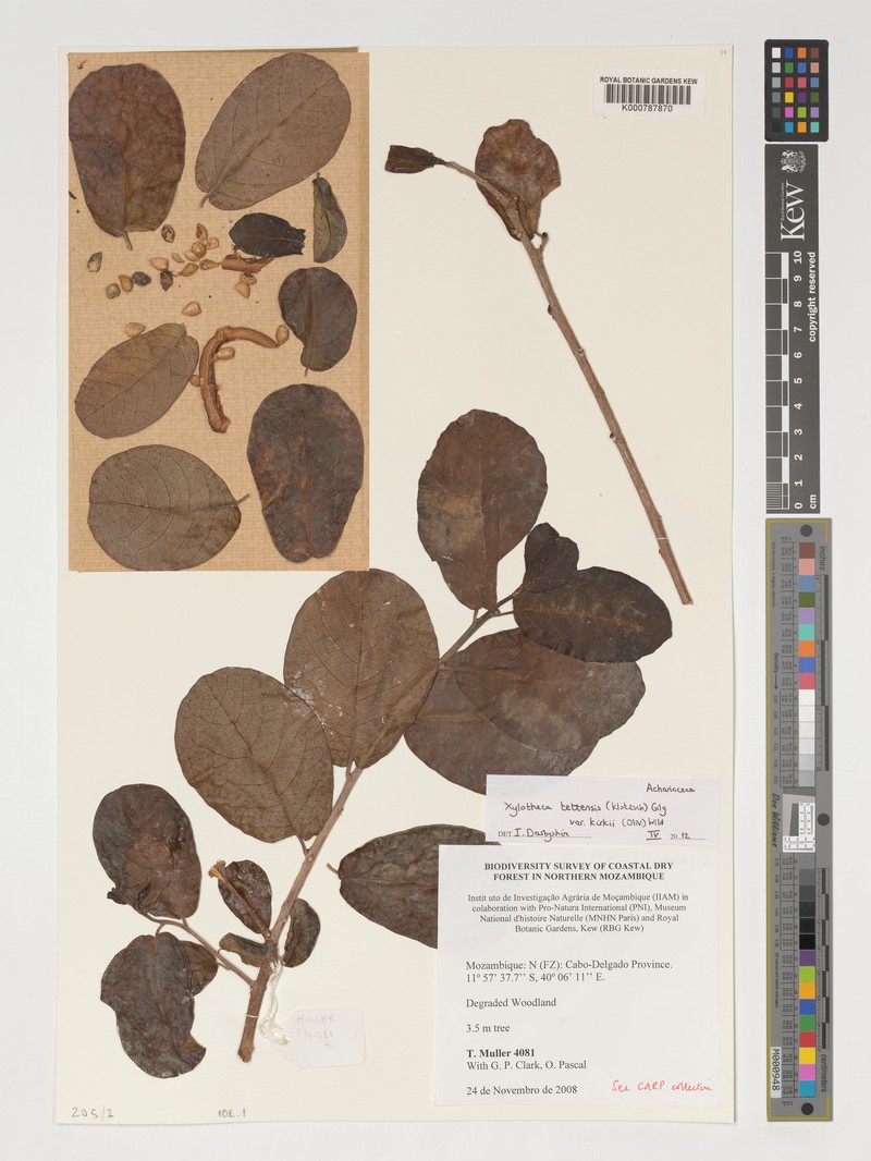 Xylotheca tettensis var. kirkii