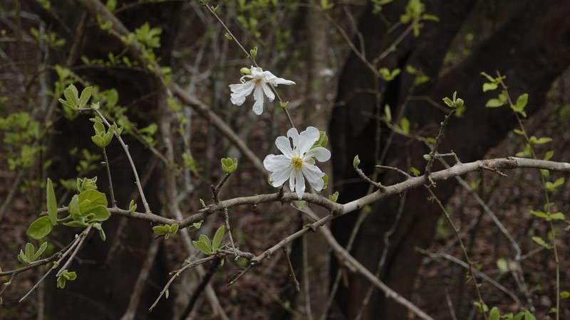 Xylotheca tettensis var. macrophylla