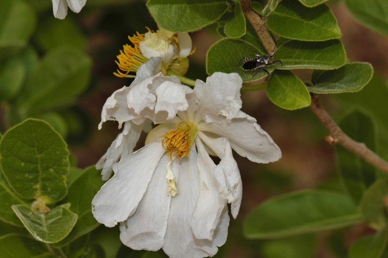 Xylotheca tettensis var. macrophylla photo 2