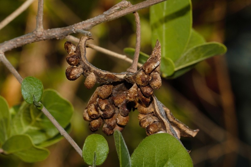 Xylotheca tettensis var. macrophylla photo 3