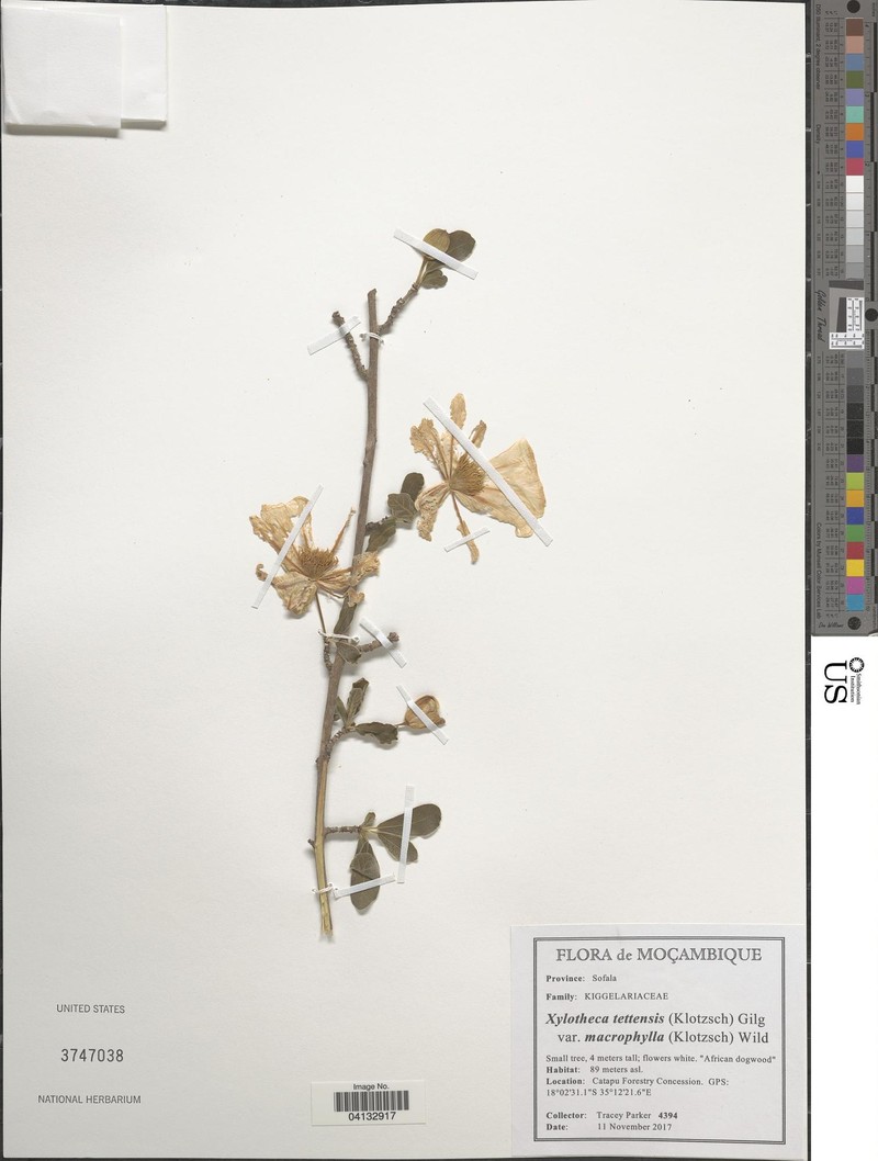 Xylotheca tettensis var. macrophylla photo 4
