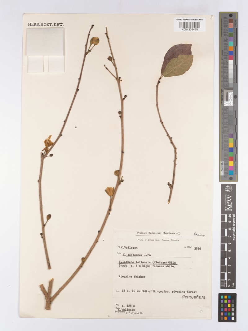 Xylotheca tettensis var. tettensis