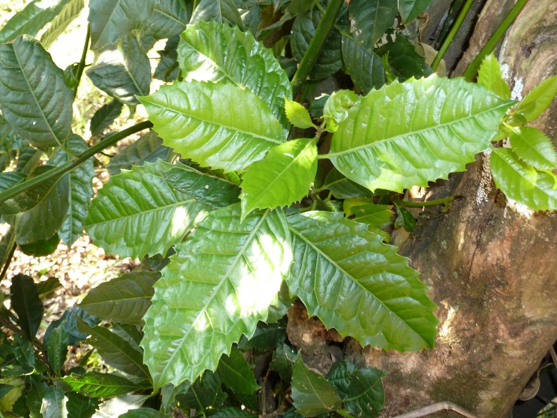 Xymalos monospora