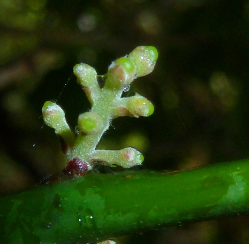 Xymalos monospora photo 2
