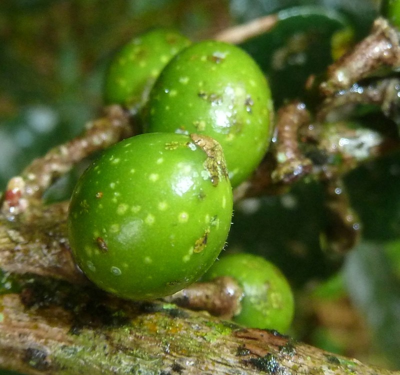 Xymalos monospora photo 3