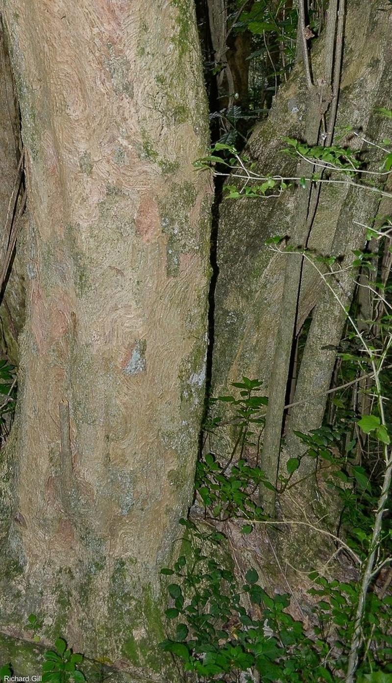 Xymalos monospora photo 4
