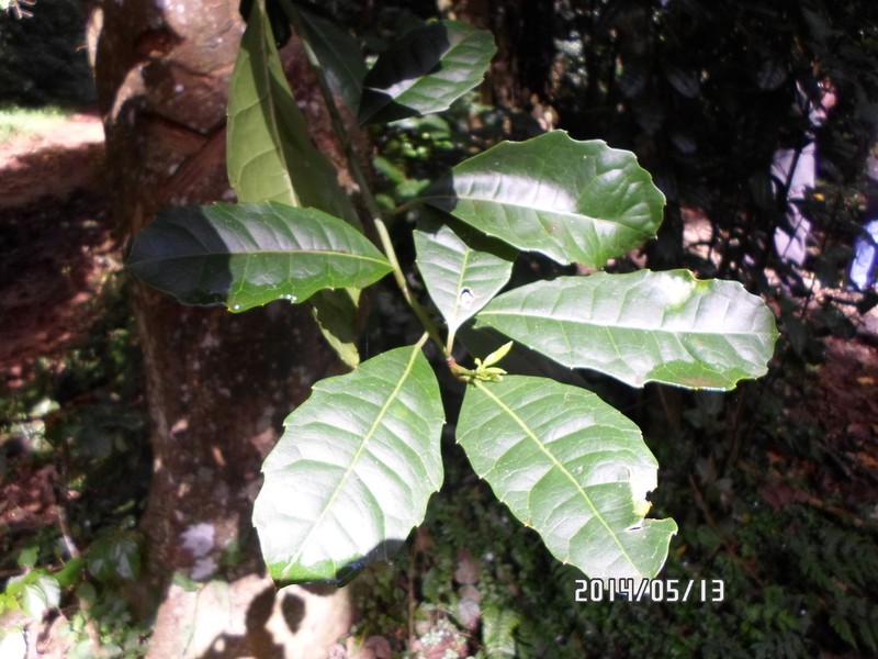 Xymalos monospora photo 5