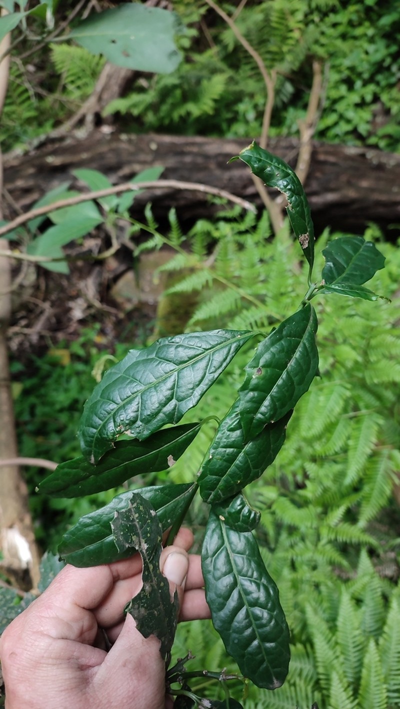 Xymalos monospora photo 7